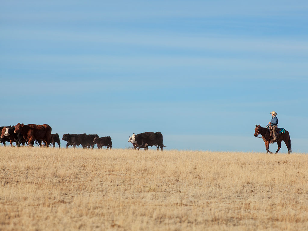 Wayne VineyardIf a single partner in their rice and beef cattle operation were to perish, they would have to sell a significant part of their assets in order to stay in business. The 55% tax would basically halve the operation and the ability to continue to have a profitable operation. Wayne Vineyard: Personal Experiences Show Impact Of Estate Tax